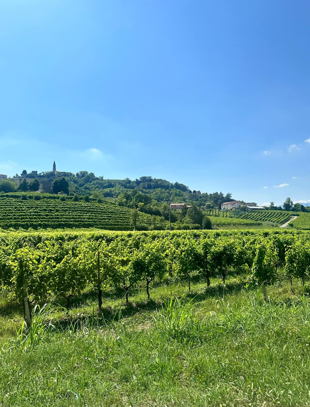 Vineyards in the UNESCO Prosecco hills between Conegliano and Valdobbiadene
