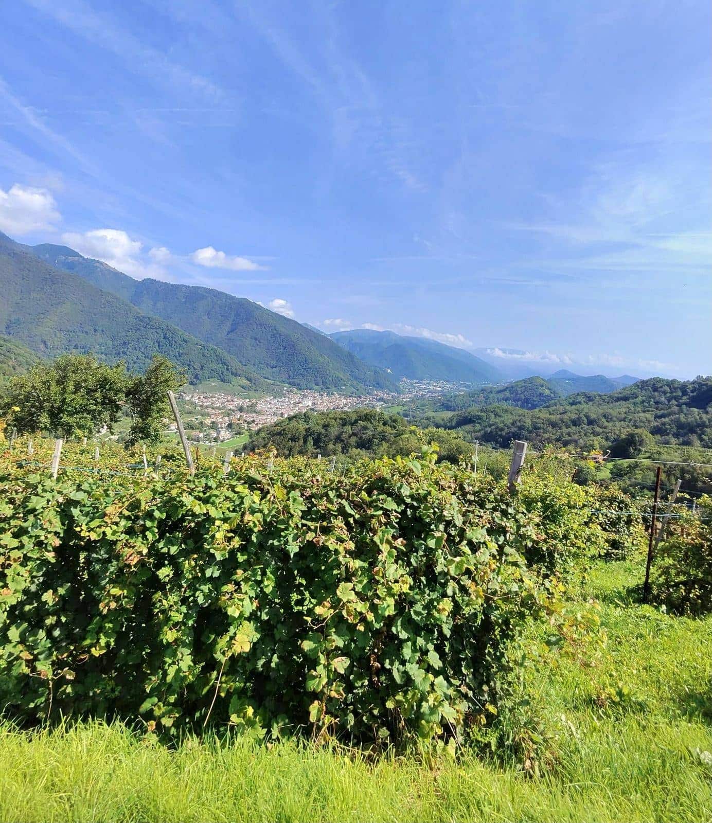 The Prosecco hills between Conegliano and Valdobbiadene